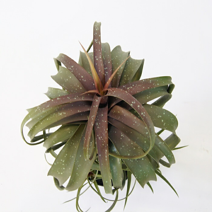 観葉植物 造花 チランジア ミックス BROWN 全高約81cm 中型 フェイクグリーン 本物そっくり おしゃれ インテリア 人工観葉植物 アーティフィシャルグリーン オフィス 店舗 ホテル 開店祝い 室内 エアプランツ フェイク