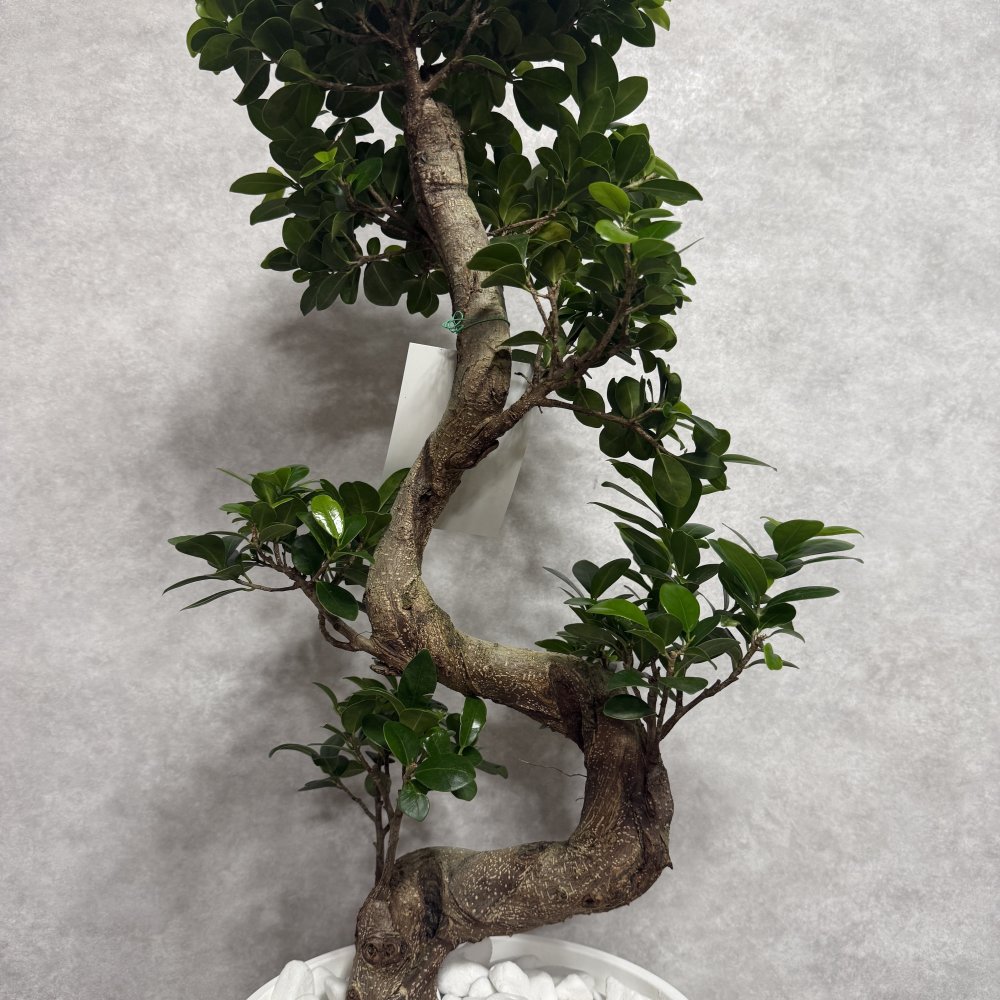 現品 ガジュマル 観葉植物 曲がり 8号鉢苗 大型 盆栽 登り樹 昇り竜 室内 珍しい 希少種 多幸の木 幸福をもたらす精霊が住むガジュマルの木 おしゃれなインテリア 結婚祝い 新築祝い 開店祝い 開業祝い 誕生日 母の日 父の日 記念日 プレゼントギフト 肥料別売り 敬老の日
