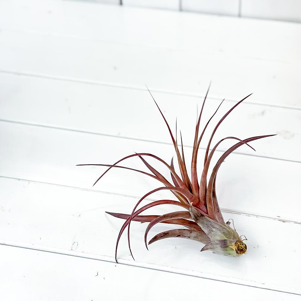 PLANCHU エアプランツ ティランジア ラブノット 1株 W20×H20cm前後 育て方説明書付き Tillandsia ‘Love Knot’ エアープランツ チランジア