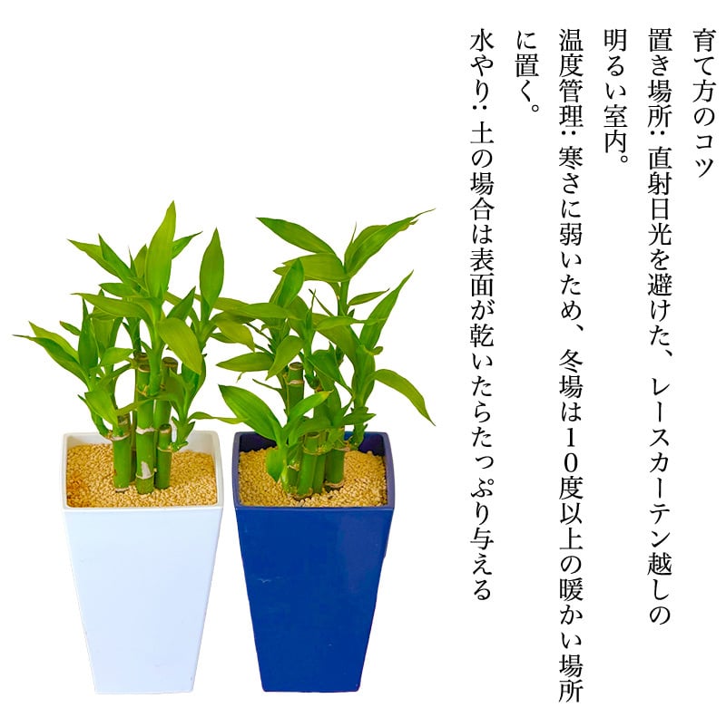 ミリオンバンブー ドラセナ 寄せ植え 幸福の木 職人仕立て 育てやすい観葉植物 空気清浄効果 おしゃれ 本物 室内 カフェ風 初心者向 育てやすい お祝い プレゼント インテリア グリーン ギフト 御祝 新築祝 開店祝 送料無料