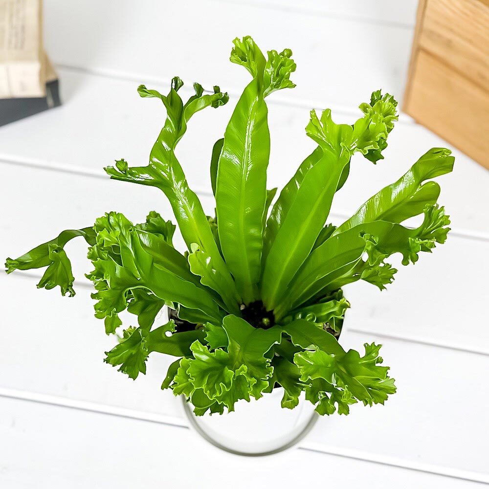 PLANCHU 観葉植物 アスプレニウム レズリー 4号鉢 受け皿付き 育て方説明書付き Asplenium nidus ‘Leslie’ シマオオタニワタリ シダ植物