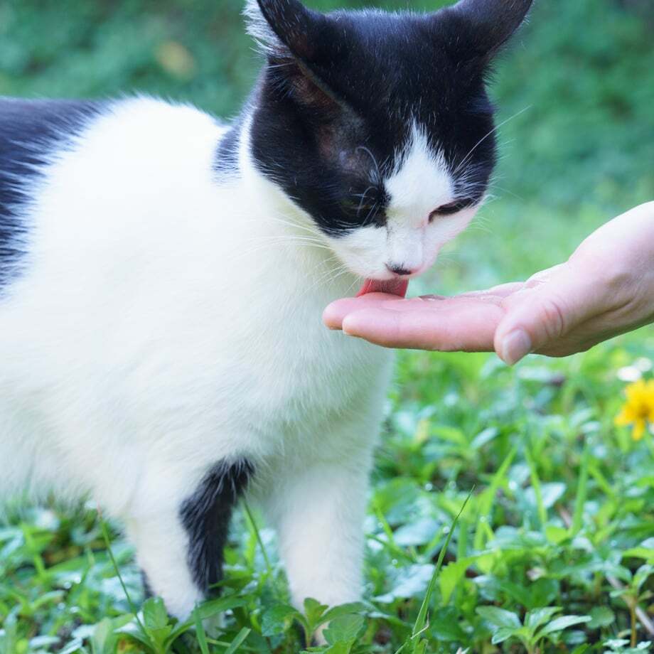 猫ちゃんのためのあごだしふりかけ2点セット キャットフード おやつ【送料無料】