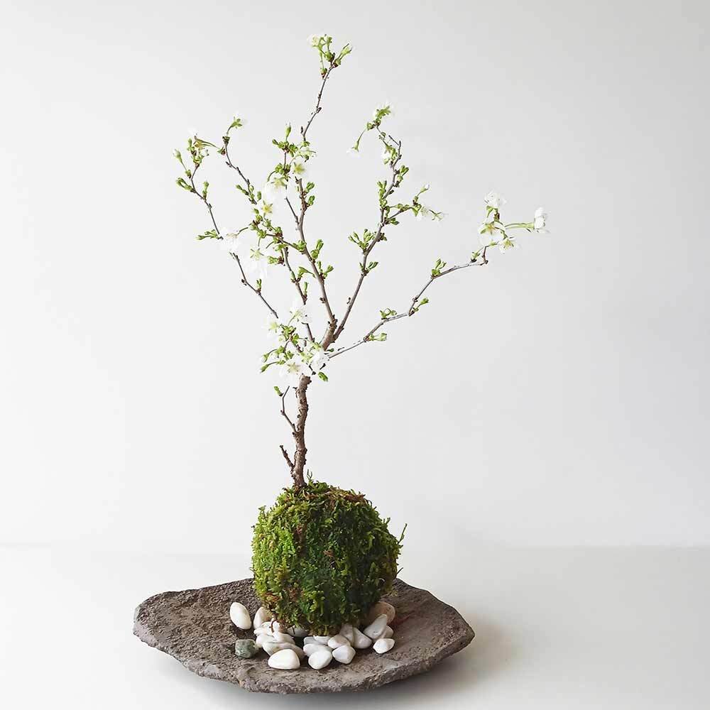 桜・・・そう聞くだけで心和む景色を貴方のもとへ【富士桜（湖上の舞）の苔玉・くらま器セット】