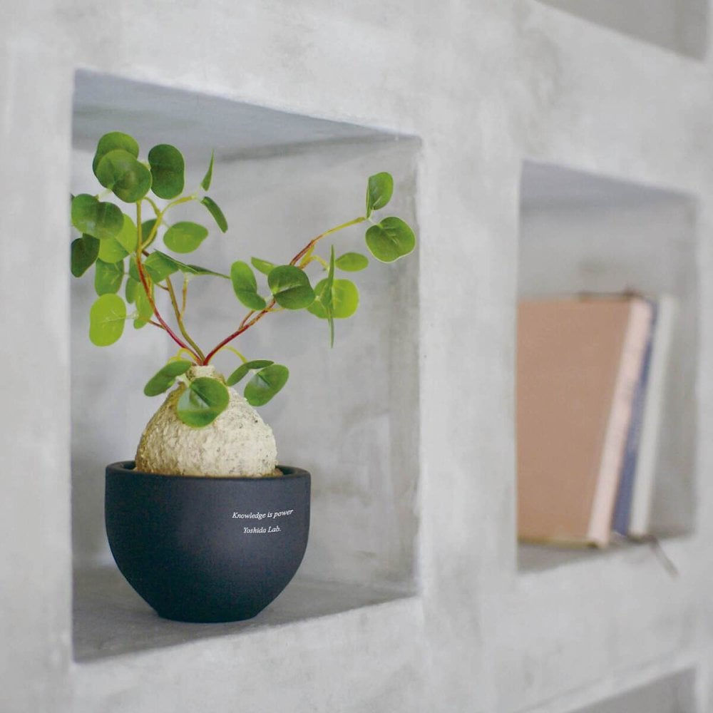 誕生日や記念日のプレゼントにおすすめ CT触媒コーデックス CT触媒 フェイクグリーン 人工観葉植物 造花 空気清浄 消臭 抗菌 インテリア 雑貨 おしゃれ ギフト