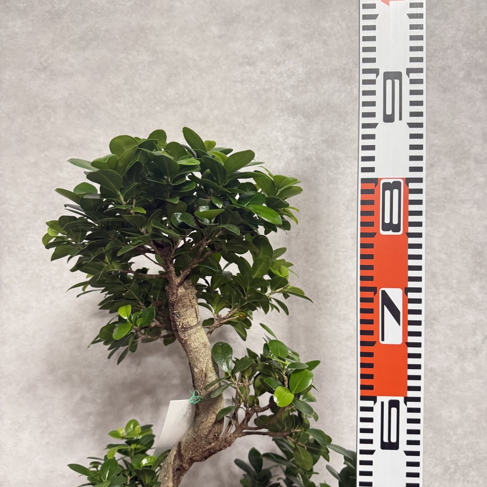 現品 ガジュマル 観葉植物 曲がり 8号鉢苗 大型 盆栽 登り樹 昇り竜 室内 珍しい 希少種 多幸の木 幸福をもたらす精霊が住むガジュマルの木 おしゃれなインテリア 結婚祝い 新築祝い 開店祝い 開業祝い 誕生日 母の日 父の日 記念日 プレゼントギフト 肥料別売り 敬老の日