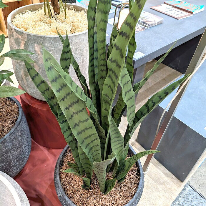 観葉植物 造花 サンスベリア・ゼラニカ BROWN 全高約97cm フェイクグリーン 高級 本物そっくり リアル おしゃれ 多肉植物 インテリア 人工観葉植物 アーティフィシャルグリーン モダン スタイリッシュ オフィス 店舗 開店祝い 室内 リビング 玄関 寝室 風水 サンセベリア