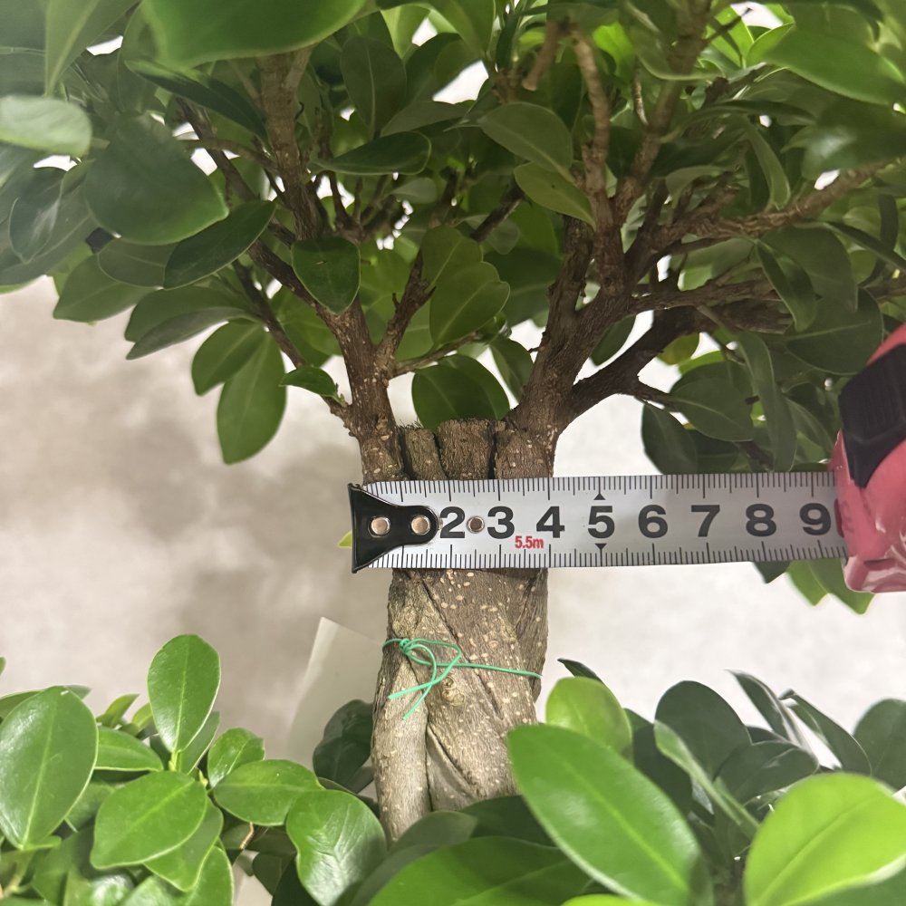 ガジュマル 観葉植物 八の字 8号鉢苗 大型 盆栽 末広がりの8の字 室内 珍しい 希少種 多幸の木 幸福をもたらす精霊が住むガジュマルの木 おしゃれなインテリア 結婚祝い 新築祝い 開店祝い 開業祝い 誕生日 母の日 父の日 記念日 プレゼントギフト 肥料別売り 敬老の日