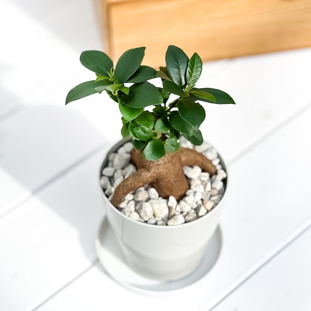 PLANCHU 観葉植物 ガジュマル 3.5号鉢 受け皿付き 育て方説明書付き Ficus microcarpa フィカス ミクロカルパ 精霊の宿る木