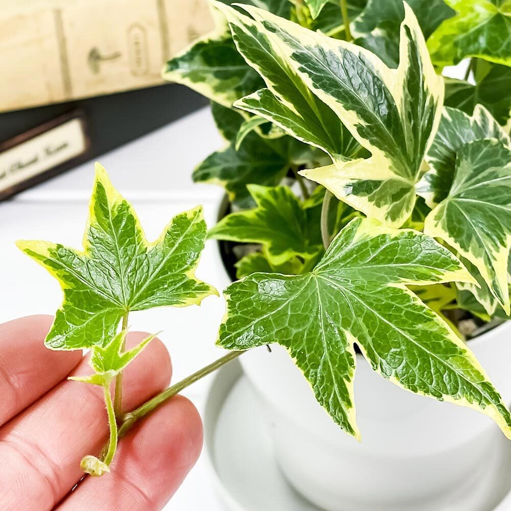 PLANCHU 観葉植物 ヘデラ ヘリックス 品種おまかせ 3.5号鉢 受け皿付き 育て方説明書付き Hedera helix cv. セイヨウキヅタ アイビー