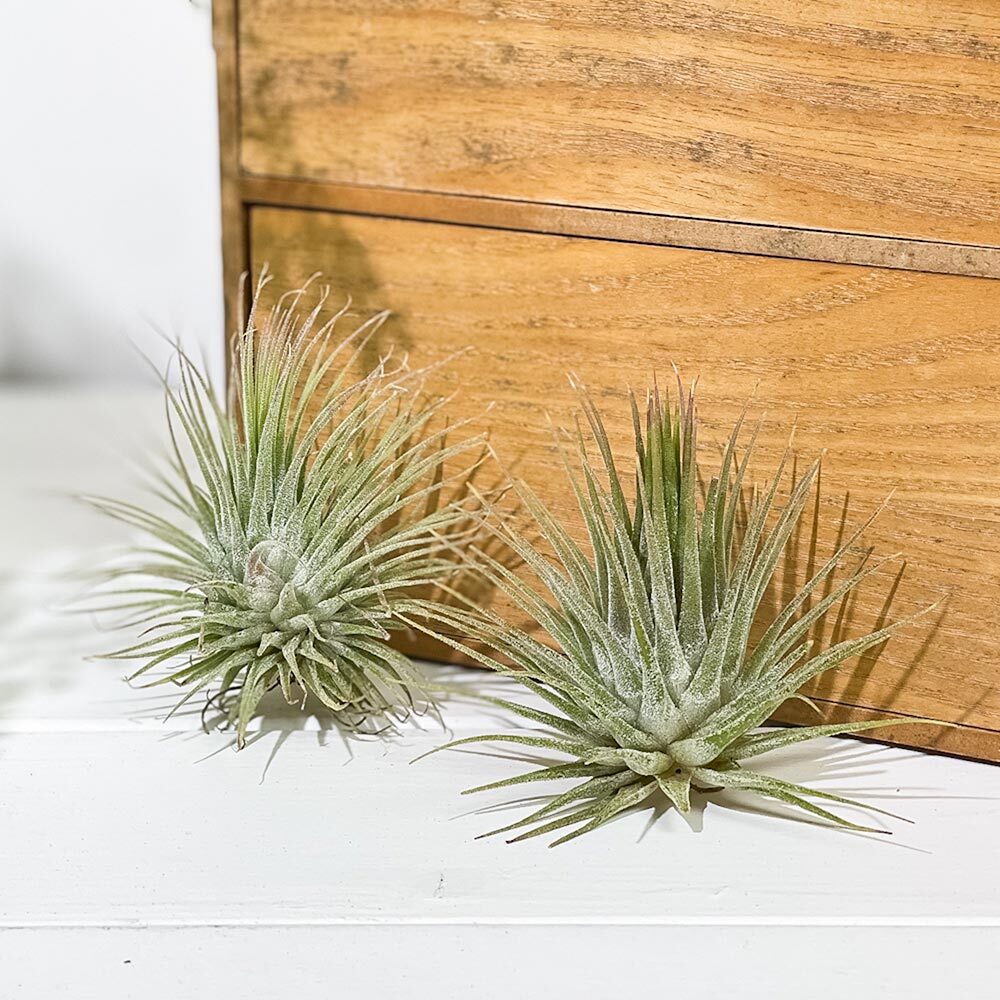 PLANCHU エアプランツ ティランジア イオナンタ ファインリーフ Mサイズ 1株 W8×H8cm前後 育て方説明書付き Tillandsia ionantha cv. エアープランツ チランジア
