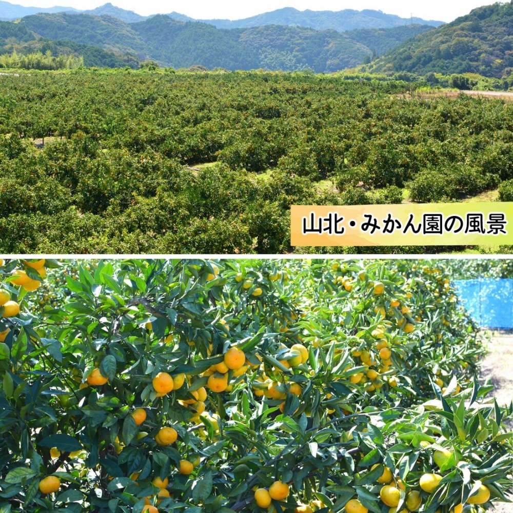 みかん 山北みかん くだもの畑 家庭用訳あり B品 高知産 約5kg 蜜柑 温州みかん 露地 小玉 小粒 中玉 大玉 果物 旬 ミカン 家庭用 甘くておいしい 高知県産 産地直送 産直 農家さんの手詰めミカン やみつきになる山北みかん【送料無料】