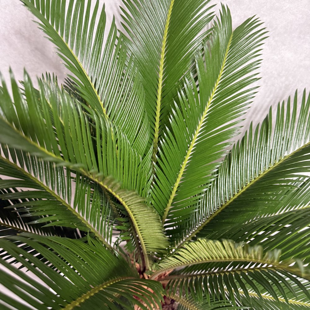現品 観葉植物 ソテツ 蘇鉄 高さ80cm 10号鉢苗 大型種類 大きい 鉢植え 和風 和室 南国 おしゃれな室内インテリア 日陰 風水 玄関 リビング 初心者におすすめ 簡単で育てやすい 耐陰性 部屋 屋外 かわいい ベランダ プレゼント ギフト 開店祝い 結婚祝い 窓際 テレビ横 モダン 贈答