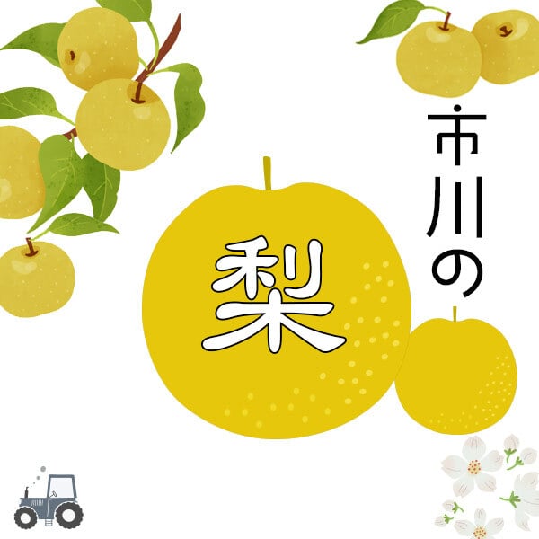 予約販売 訳あり 梨 千葉県市川産 いちかわの梨 5kg 幸水 豊水 秋月 B級品 自宅用 家庭用 和梨 なし フルーツ 果物 旬の味覚 お取り寄せ グルメ お盆 暑中見舞い 残暑見舞い