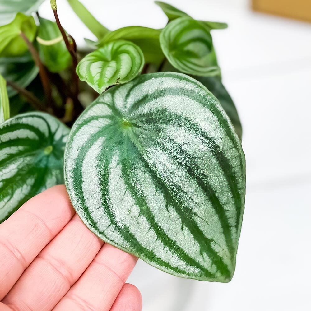 PLANCHU 観葉植物 ペペロミア アルギレイア 4号樹脂鉢 ホワイト サスティー付き 受け皿付き 育て方説明書付き Peperomia argyreia スイカペペ
