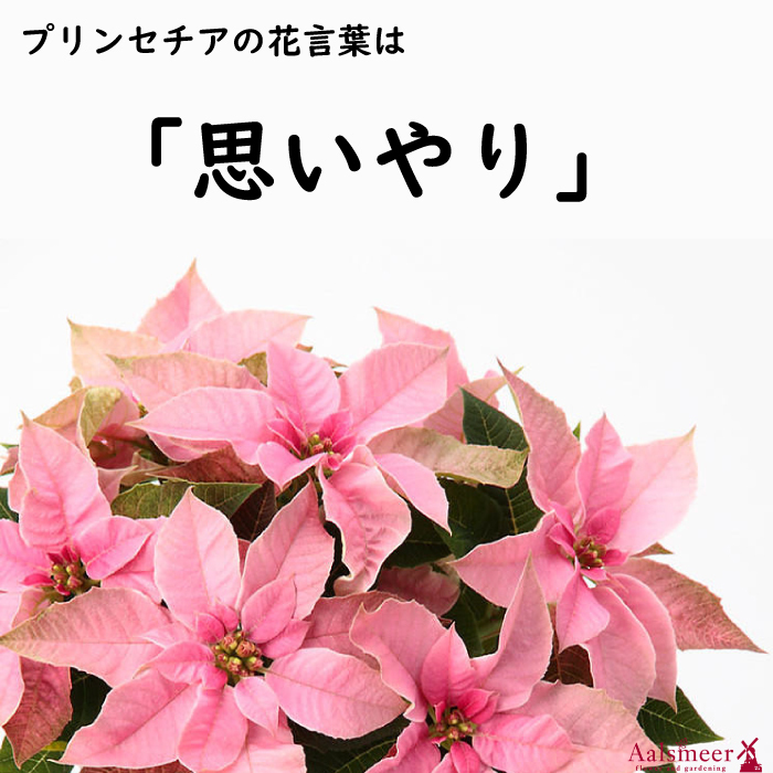 プリンセチア 季節の鉢植え 花 プリン ギフト プリンセチア ポインセチア ５寸 鉢 ポインセチア生花 クリスマスリース クリスマスツリー プリンセチア 苗 シクラメン 花ギフト