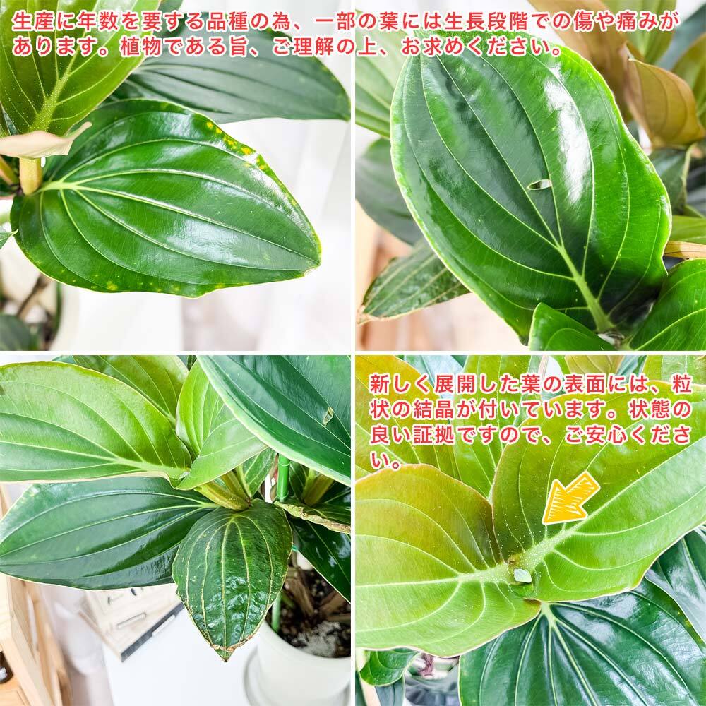 PLANCHU 熱帯花木 メディニラ マグニフィカ フラメンコ 7号鉢 受け皿付き 育て方説明書付き Medinilla magnifica ‘Flamenco’ 熱帯の宝石 観葉植物 鉢花