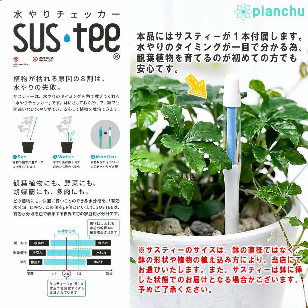 PLANCHU 観葉植物 アンスリウム ピンク 5号樹脂鉢 ホワイト サスティー付き 受け皿付き 育て方説明書付き Anthurium andraeanum cv. アンスリューム アロイド 鉢花