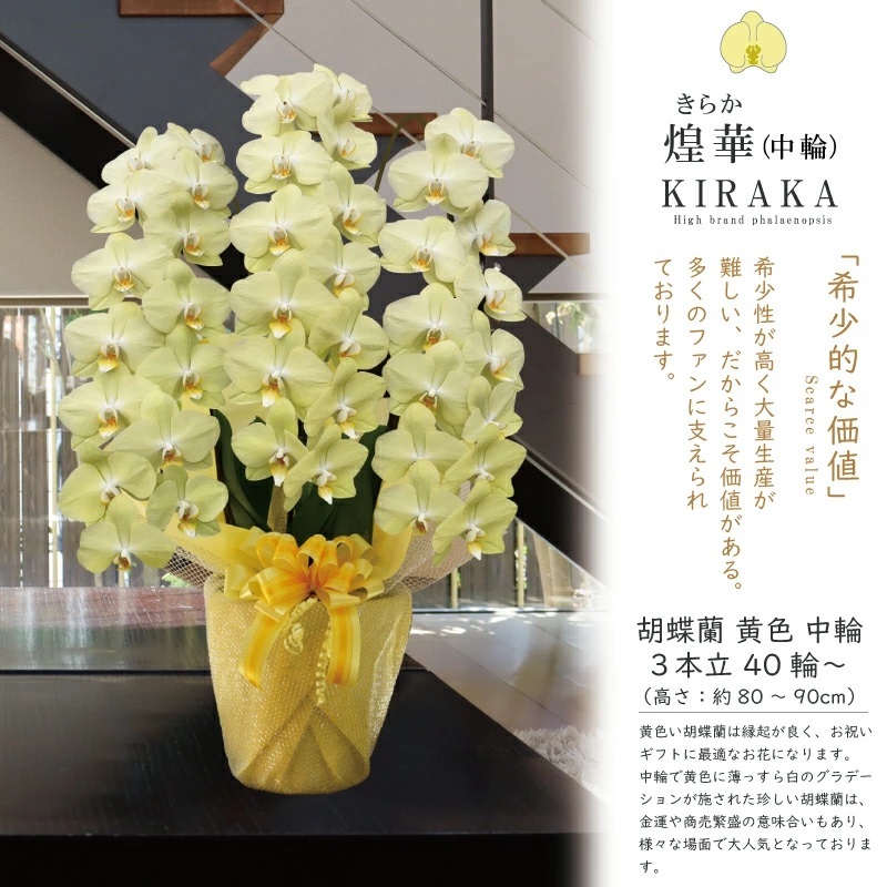 希少 純国産 胡蝶蘭 花持ち長い 中輪3本立ち 40輪～ 25,800円【煌華(きらか)】 黄色 画像配信あり 産地直送 お祝い 花 贈り物 母の日ギフト 縁起良い 商売繁盛 長寿祝 開店祝 開業祝 移転祝 就任祝 昇進祝 当選祝 当日発送 日本橋 銀座 王立園芸協会登録商品
