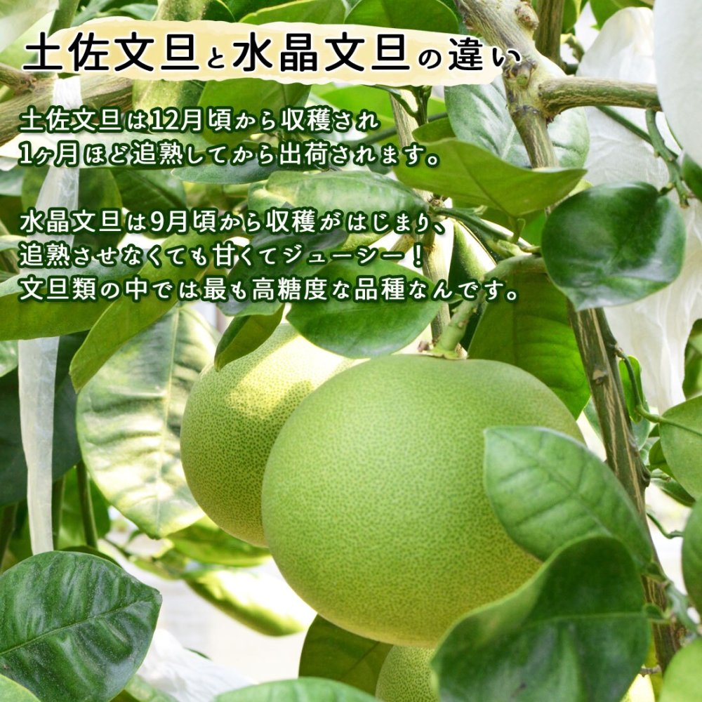 水晶文旦 特選品 3kg 5kg 大玉 家庭用 贈答用 高知県 土佐市産 生産者直送 Aランク 高知産 ハウス栽培 温室栽培 秋文旦 早生ぶんたん 秋の味覚 高級ギフト 化粧箱入り 産地直送 高級フルーツ 柑橘 果物 【送料無料】