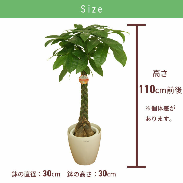 パキラ 8号 丸プラ（鉢カバー付） 高さ約110cm 観葉植物 幸福の木