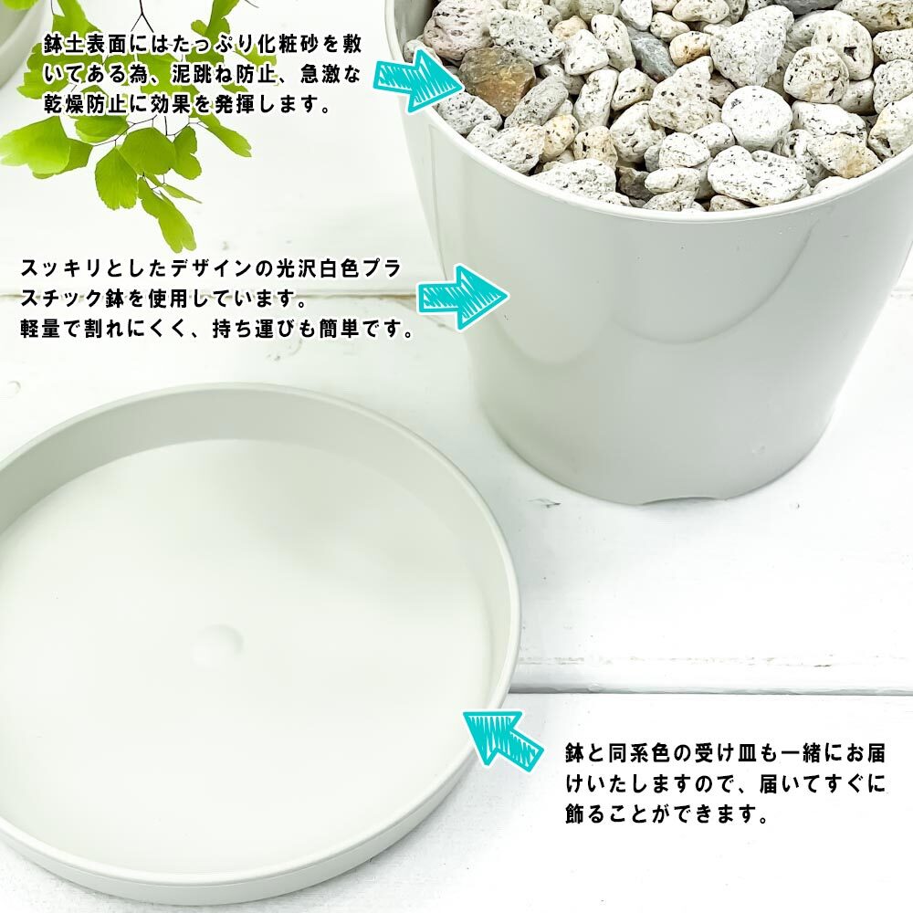 PLANCHU 観葉植物 ポトス エメラルド 3.5号鉢 受け皿付き 育て方説明書付き PVP Epipremnum aureum ‘N'Joy Lime’ エピプレムナム アロイド