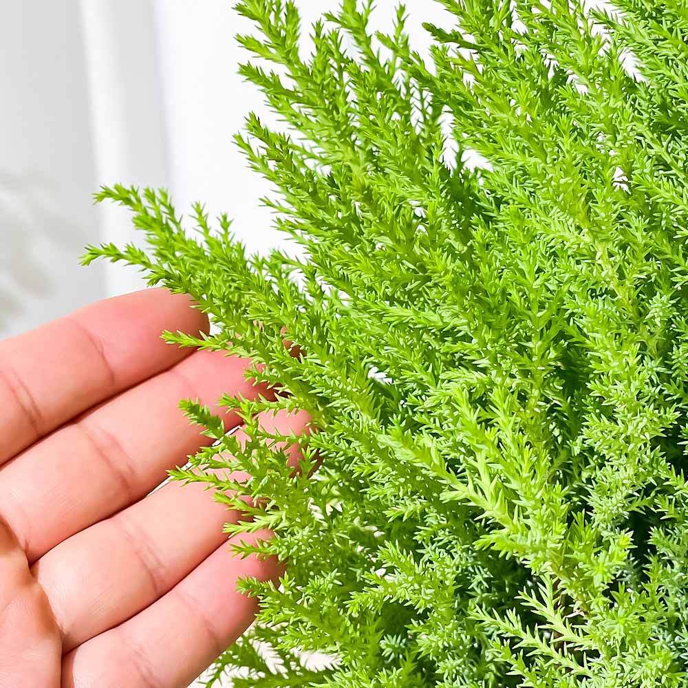 PLANCHU コニファー ゴールドクレスト ウィルマ 5号鉢 受け皿付き 育て方説明書付き Cupressus macrocarpa ‘Wilma’ 庭木 クリスマスツリー