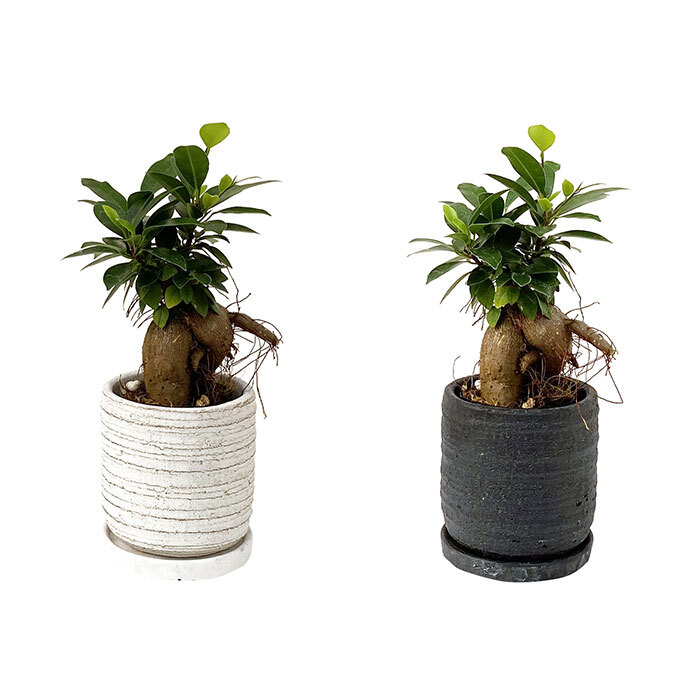 ガジュマル 4号 利休陶器 高さ約25cm 観葉植物