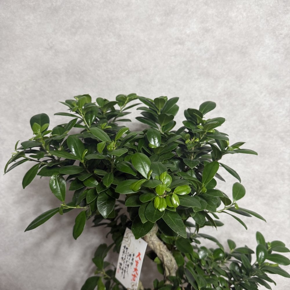 ガジュマル 観葉植物 八の字 8号鉢苗 大型 盆栽 末広がりの8の字 室内 珍しい 希少種 多幸の木 幸福をもたらす精霊が住むガジュマルの木 おしゃれなインテリア 結婚祝い 新築祝い 開店祝い 開業祝い 誕生日 母の日 父の日 記念日 プレゼントギフト 肥料別売り 敬老の日