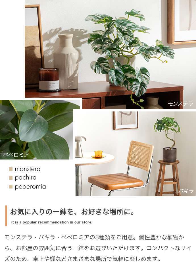 【高さ55cm】光触媒人工観葉植物 パキラ 幅35cm×奥行35cm×高さ55cm コンパクト 天然木 お部屋に気軽に飾れて空間を美しく彩るフェイクグリーン 本物の植物のようなリアルな質感とインテリアに馴染む風合いが魅力です