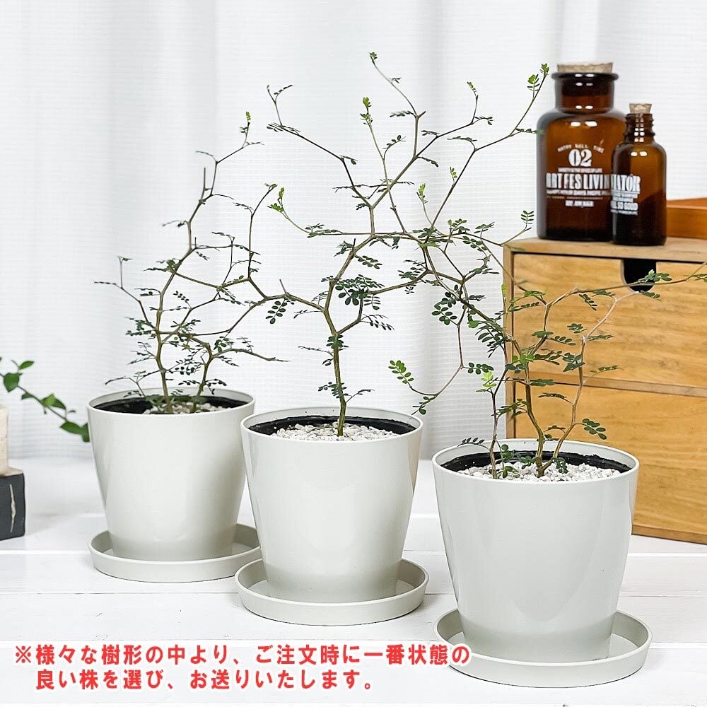 PLANCHU 観葉植物 メルヘンの木 ソフォラ リトルベイビー 3.5号鉢 受け皿付き 育て方説明書付き Sophora prostrata ‘Little Baby’ プロストラータ