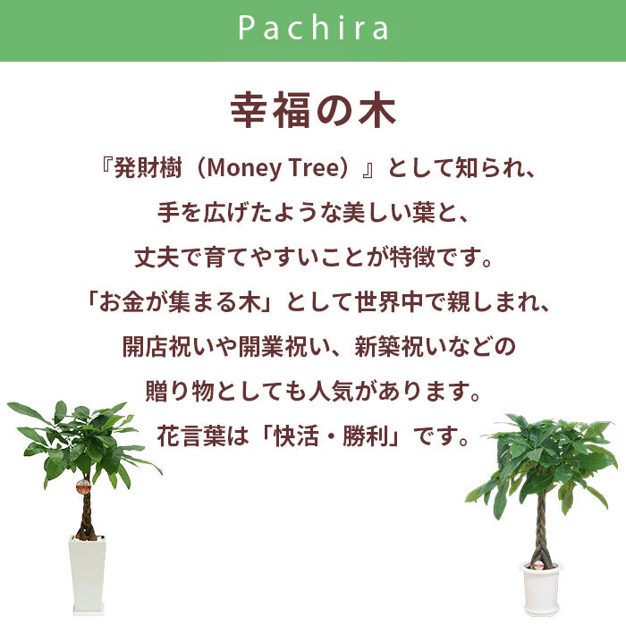 パキラ 7号 丸プラ 高さ約90cm 観葉植物 幸福の木