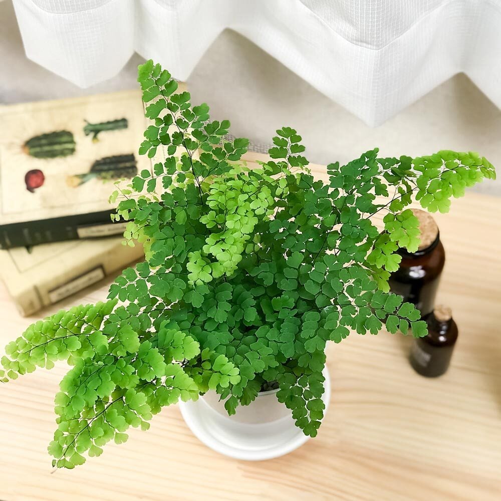PLANCHU 観葉植物 アジアンタム フリッツルーシー 4号鉢 受け皿付き 育て方説明書付き Adiantum raddianum ‘Fritz Luthi’ シダ植物