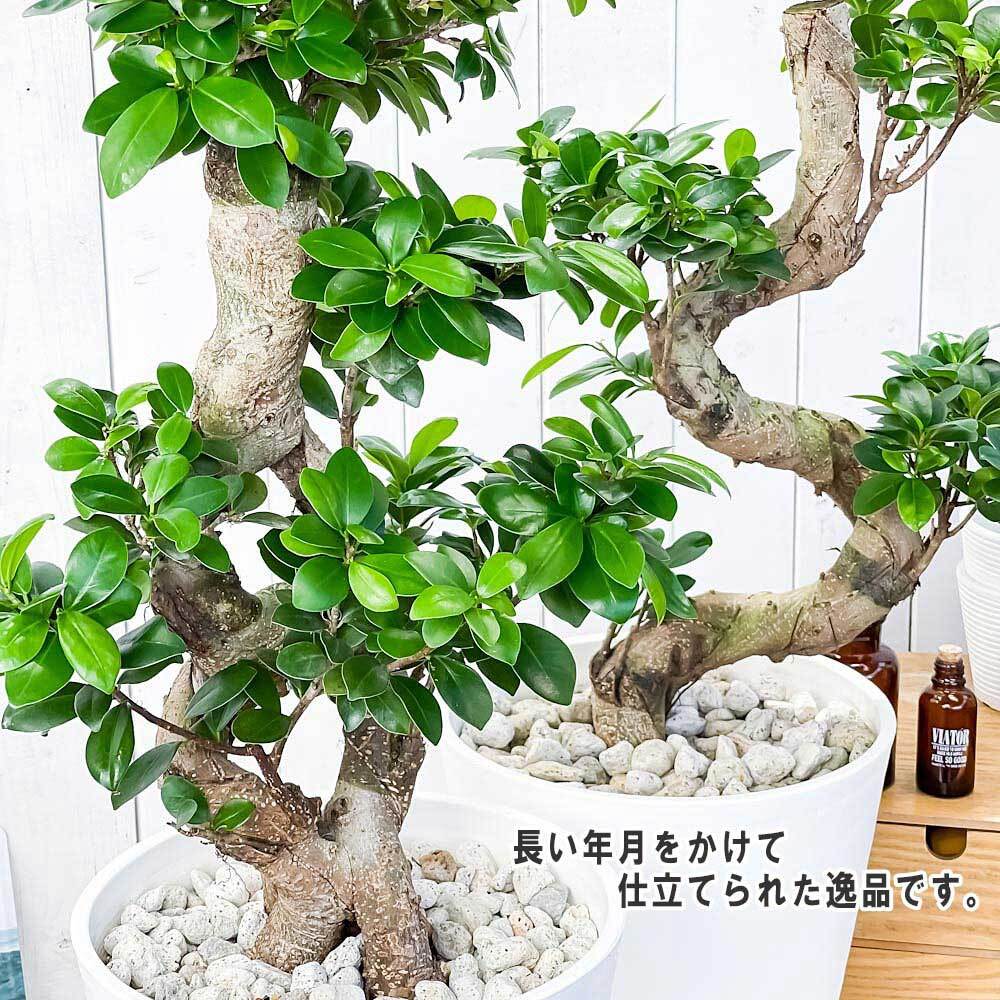観葉植物 ガジュマル 昇り竜＆八の字 2鉢セット 8号鉢 受け皿付き 育て方説明書付き Ficus microcarpa フィカス ミクロカルパ 精霊の宿る木