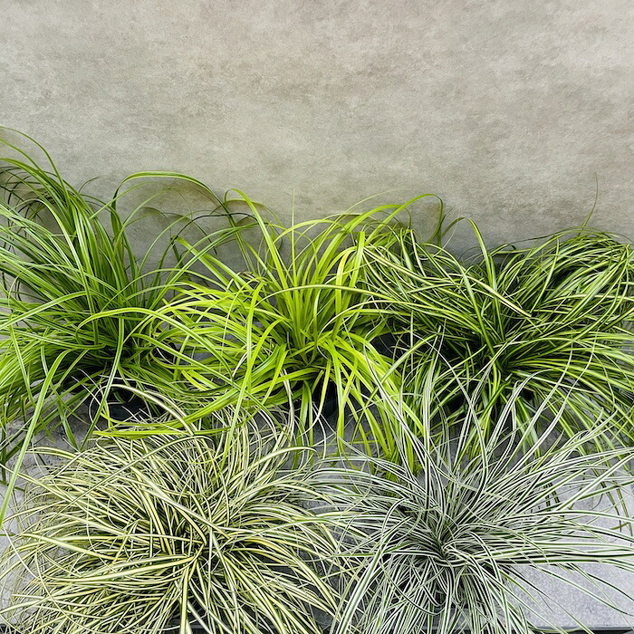 カレックス 5品種セット 寄せ植え用 15cmポット苗 株 下草 常緑 多年草 グランドカバー カラーリーフ 庭 花壇 鉢植え 高耐寒性