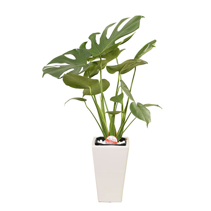 モンステラ 6号 角陶器 高さ約65cm 観葉植物