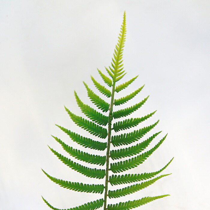 観葉植物 造花 ファーン BROWN 全高約74cm 卓上・小型 フェイクグリーン 本物そっくり おしゃれ インテリア 人工観葉植物 アーティフィシャルグリーン オフィス 店舗 ホテル 開店祝い 室内 ミニ シダ 観葉 フェイク
