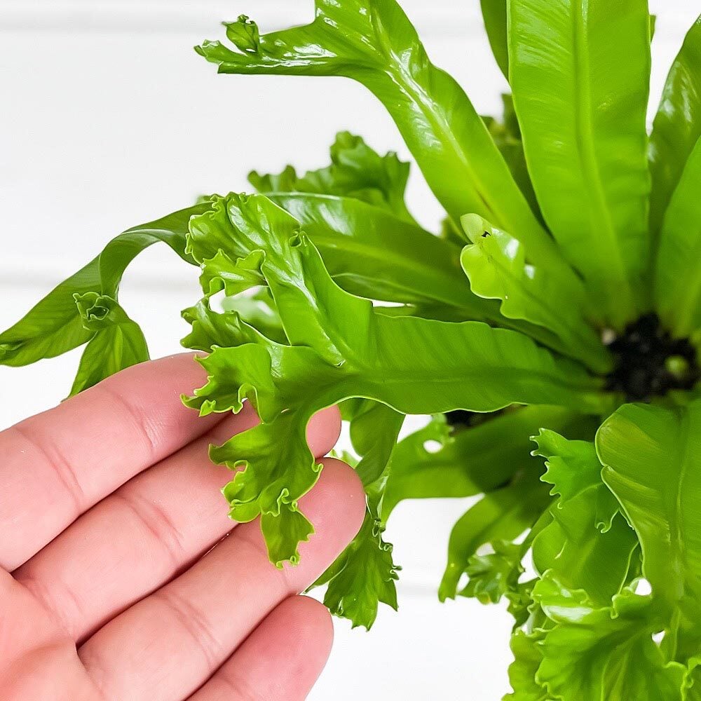 PLANCHU 観葉植物 アスプレニウム レズリー 4号鉢 受け皿付き 育て方説明書付き Asplenium nidus ‘Leslie’ シマオオタニワタリ シダ植物
