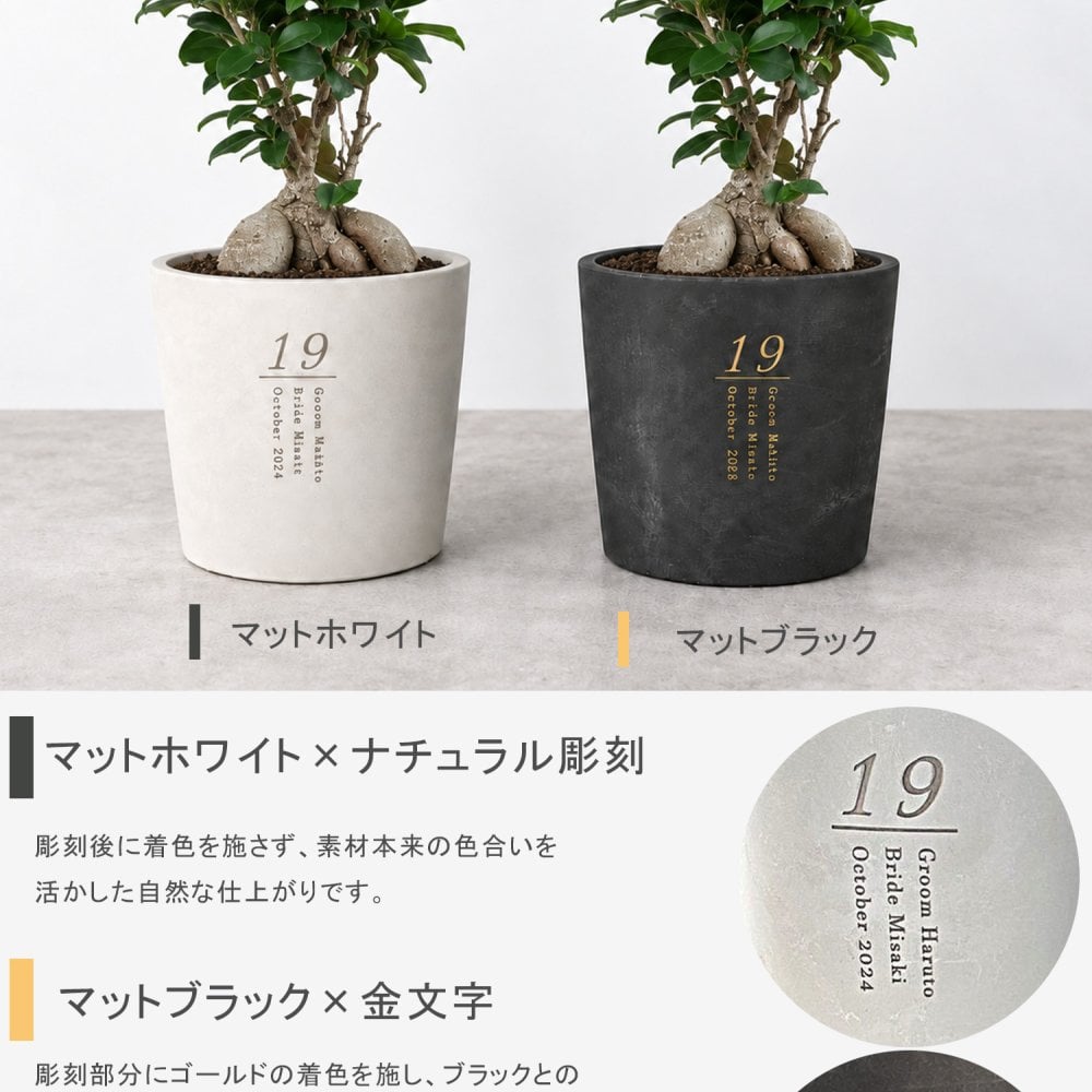 【植樹の儀ガジュマル】送料無料// 結婚証明書 名入れ ゲスト参加型 植樹の儀 植樹セレモニー ガジュマル植樹 ガジュマルの樹 記念樹 ウェディング 結婚式 ウェルカムスペース 結婚式準備 プレ花嫁 結婚式演出 観葉植物 おしゃれ