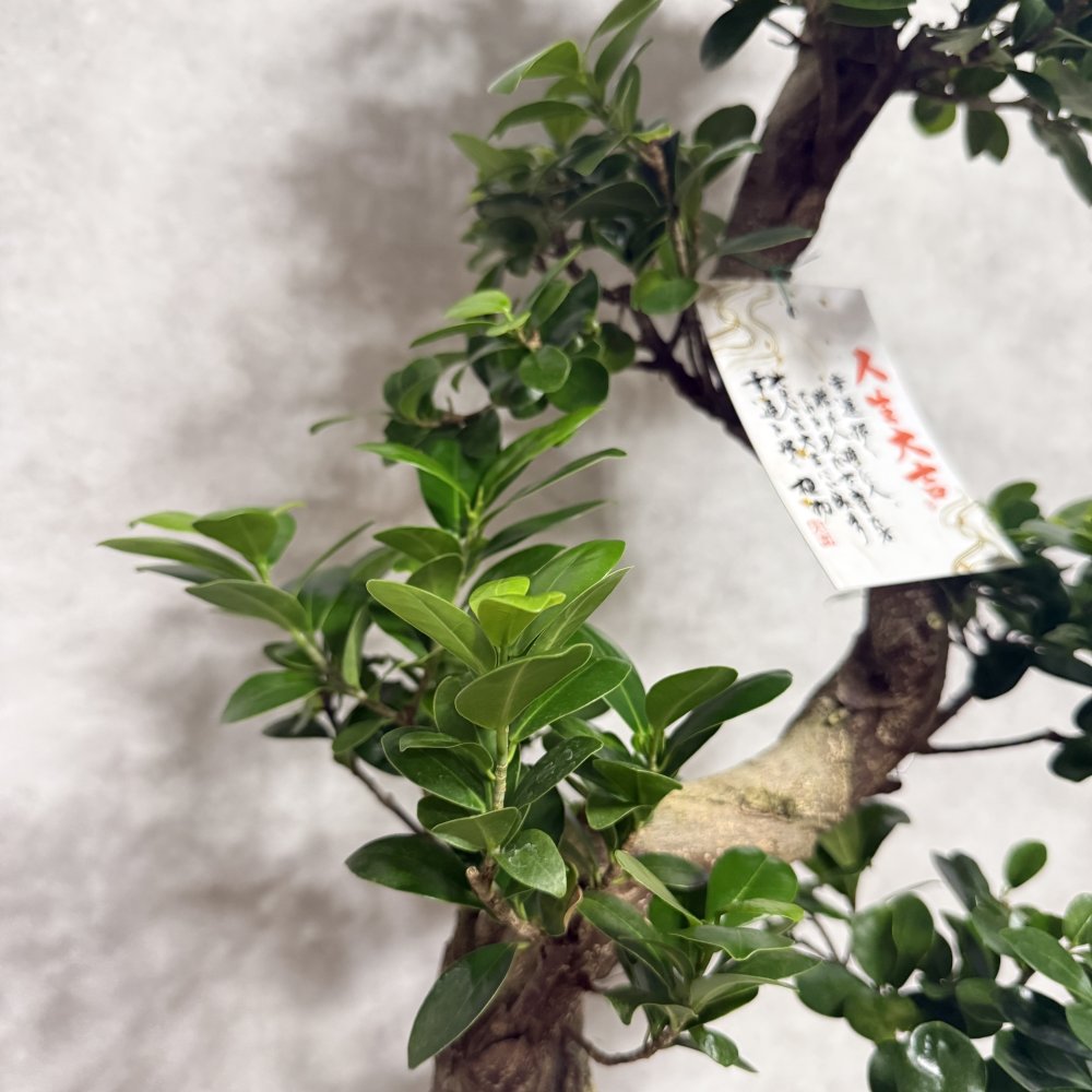 現品 ガジュマル 観葉植物 曲がり 8号鉢苗 大型 盆栽 登り樹 昇り竜 室内 珍しい 希少種 多幸の木 幸福をもたらす精霊が住むガジュマルの木 おしゃれなインテリア 結婚祝い 新築祝い 開店祝い 開業祝い 誕生日 母の日 父の日 記念日 プレゼントギフト 肥料別売り 敬老の日