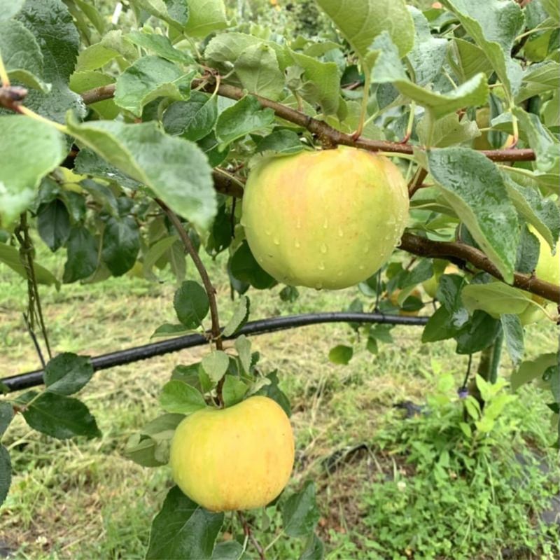 長野県産りんご ぐんま名月 秀品 ご贈答 果物 フルーツ お取り寄せ 産地直送 【送料無料(一部地域除く)】