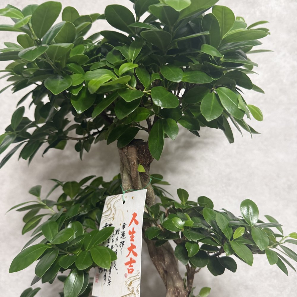 ガジュマル 観葉植物 八の字 8号鉢苗 大型 盆栽 末広がりの8の字 室内 珍しい 希少種 多幸の木 幸福をもたらす精霊が住むガジュマルの木 おしゃれなインテリア 結婚祝い 新築祝い 開店祝い 開業祝い 誕生日 母の日 父の日 記念日 プレゼントギフト 肥料別売り 敬老の日