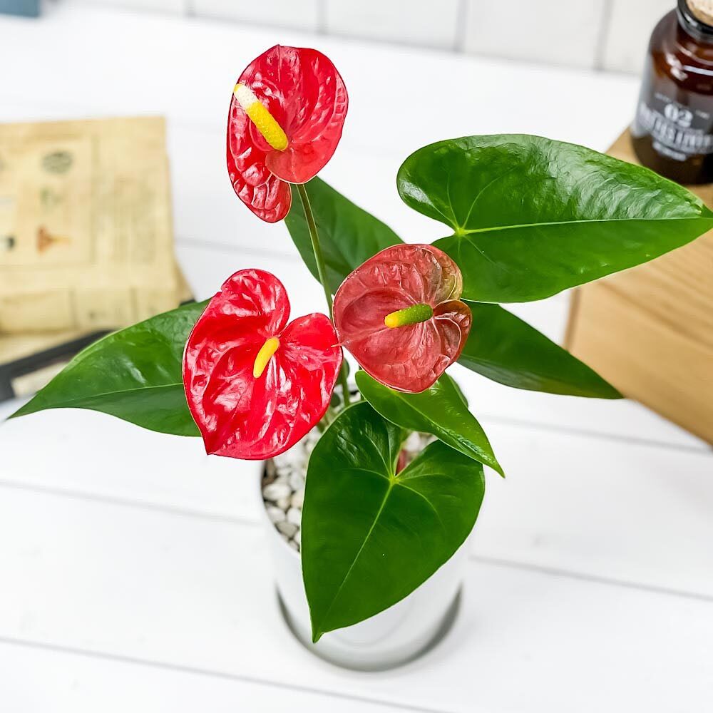 PLANCHU 観葉植物 アンスリウム レッド 4号鉢 受け皿付き 育て方説明書付き Anthurium andraeanum cv. アンスリューム アロイド 鉢花