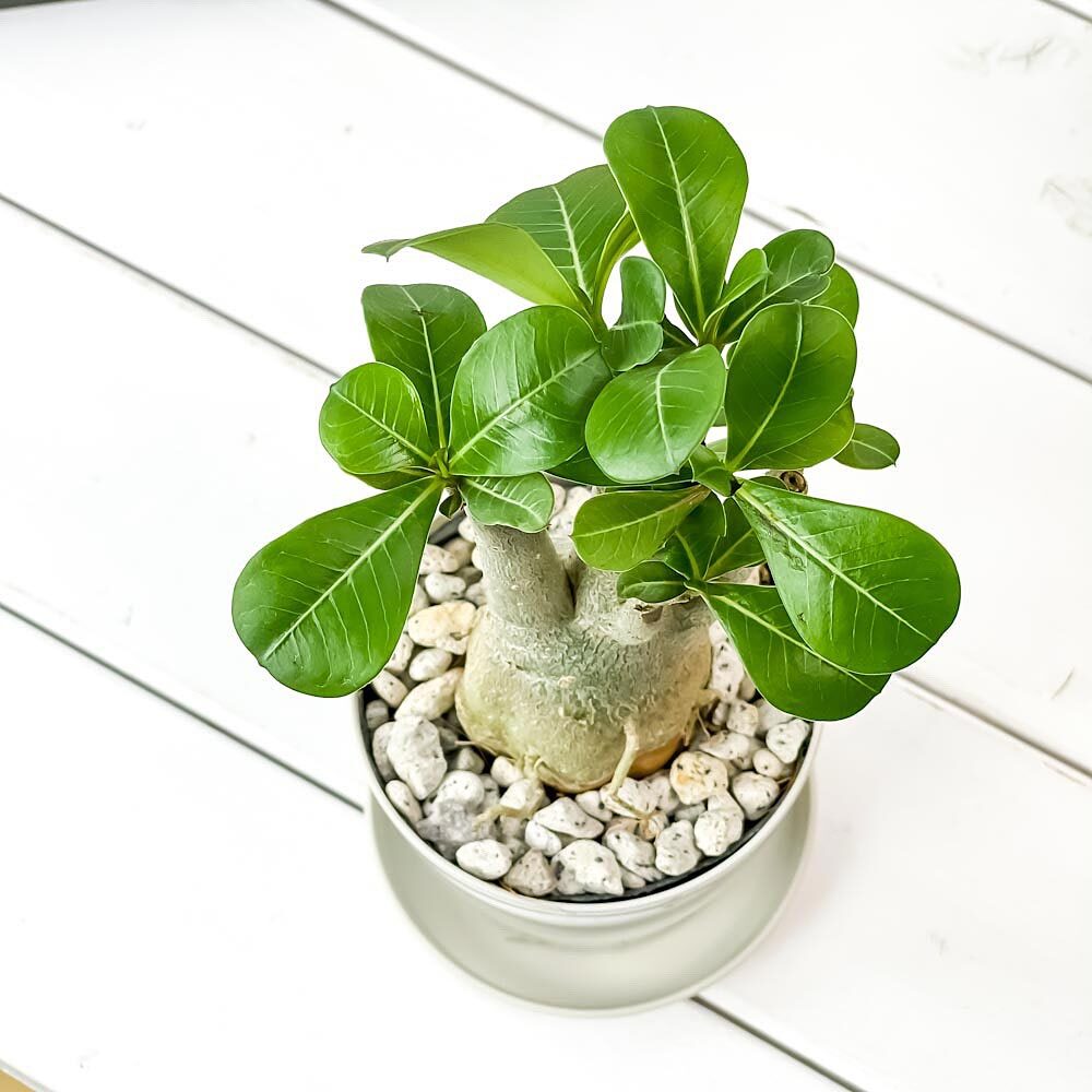 観葉植物 アデニウム 3.5号鉢 3鉢セット 受け皿付き 育て方説明書付き Adenium コーデックス 塊根植物 多肉植物