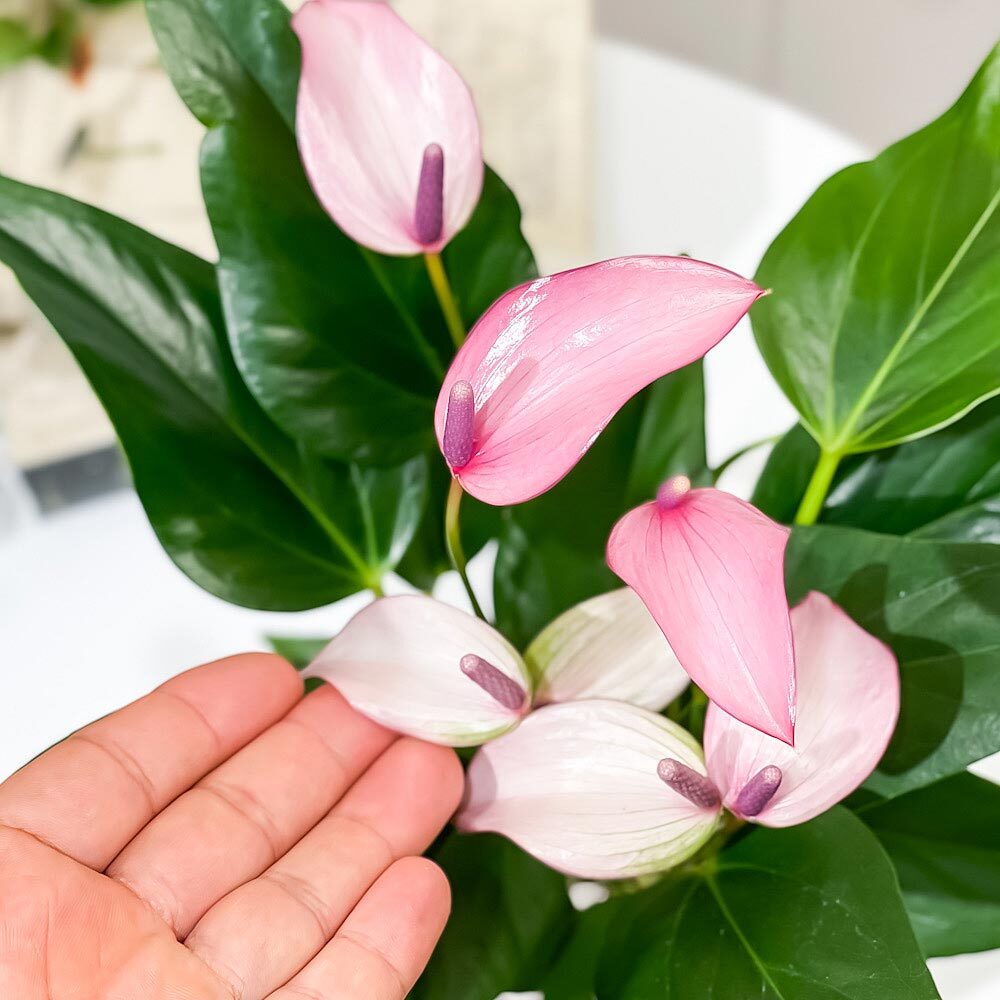 PLANCHU 観葉植物 アンスリウム ジゾウ 4号鉢 受け皿付き 育て方説明書付き Anthurium andraeanum ‘Zizou’ ジゾー アンスリューム アロイド 鉢花 パープル系