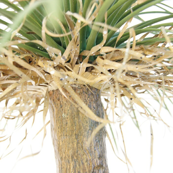 観葉植物 造花 ユッカ ロストラータ BROWN 全高約120cm 大型 フェイクグリーン 本物そっくり おしゃれ インテリア 人工観葉植物 アーティフィシャルグリーン オフィス 店舗 ホテル 開店祝い 室内 ブルー フェイク