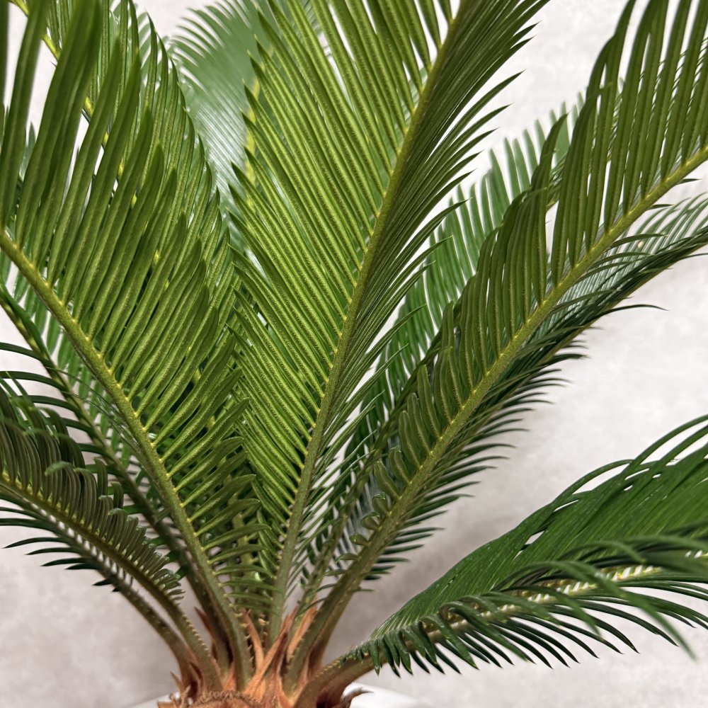 現品 観葉植物 ソテツ 蘇鉄 高さ80cm 10号鉢苗 大型種類 大きい 鉢植え 和風 和室 南国 おしゃれな室内インテリア 日陰 風水 玄関 リビング 初心者におすすめ 簡単で育てやすい 耐陰性 部屋 屋外 かわいい ベランダ プレゼント ギフト 開店祝い 結婚祝い 窓際 テレビ横 モダン 贈答