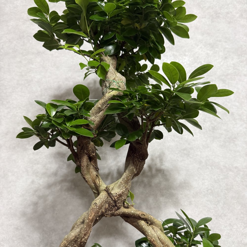 ガジュマル 観葉植物 八の字 8号鉢苗 大型 盆栽 末広がりの8の字 室内 珍しい 希少種 多幸の木 幸福をもたらす精霊が住むガジュマルの木 おしゃれなインテリア 結婚祝い 新築祝い 開店祝い 開業祝い 誕生日 母の日 父の日 記念日 プレゼントギフト 肥料別売り 敬老の日