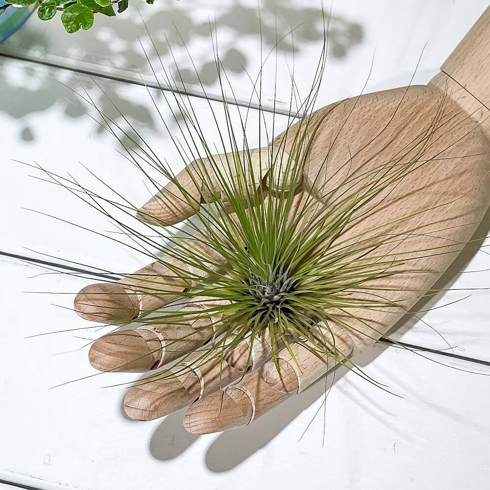 PLANCHU エアプランツ ティランジア フィリフォリア Lサイズ 1株 W25×H16cm前後 育て方説明書付き Tillandsia filifolia エアープランツ チランジア