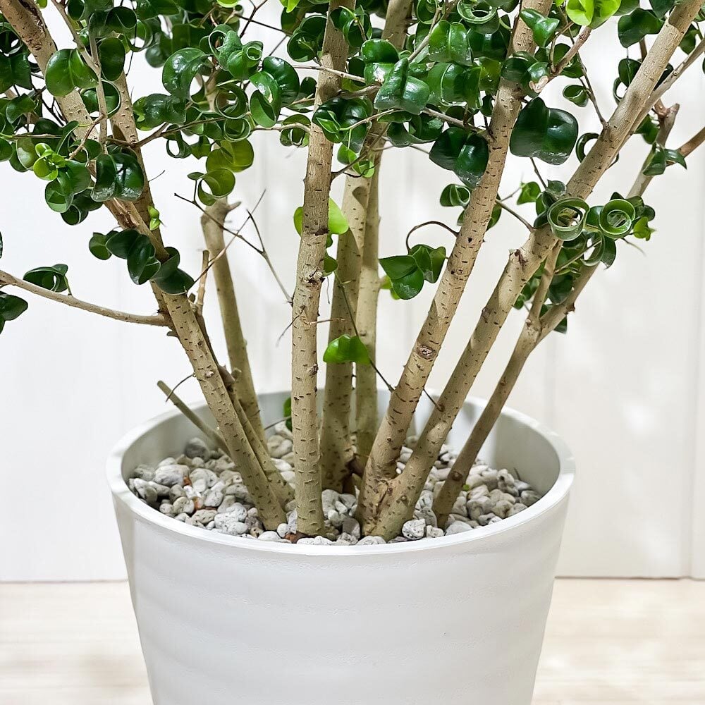 PLANCHU 観葉植物 フィカス ベンジャミン バロック 8号鉢 受け皿付き 育て方説明書付き PVP Ficus benjamina ‘Barok’ 幸運を呼ぶ木 ゴムノキ