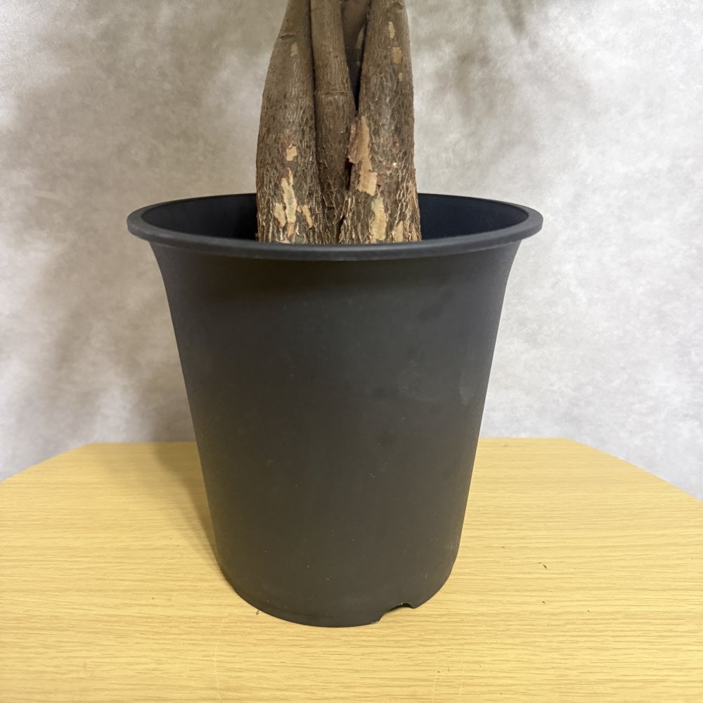 観葉植物 パキラ グラブラ 5本編み 5号 高さ約45cm マネーツリー 発財樹 縁起物 金運 風水 育てやすい 耐陰性 インテリア 玄関 リビング 新築祝い 開店祝い 開業祝い 移転祝い 周年祝い 引っ越し祝い 誕生日 お祝い ギフト プレゼント おしゃれ